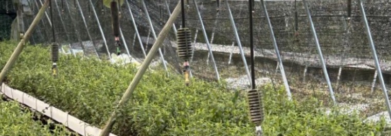 智啟未來：石斛產(chǎn)業(yè)暑期智能化調(diào)研揭秘，綠色科技引領(lǐng)新風(fēng)尚