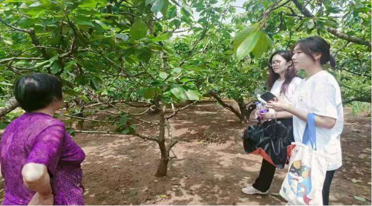 果業(yè)飄香匯文旅，鄉(xiāng)村振興展新篇