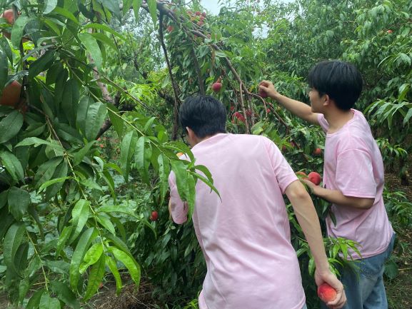 “桃”出困境，愛(ài)心助農(nóng)