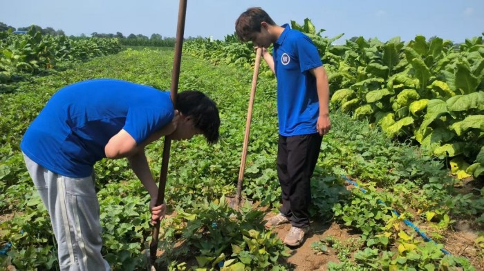 脫毒薯苗 + 煙薯間作，河南科大農(nóng)學(xué)院用技術(shù)為鄉(xiāng)村振興添力