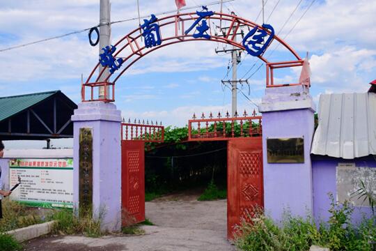 紫葡飄香醉田園，綠枝搖曳展希望