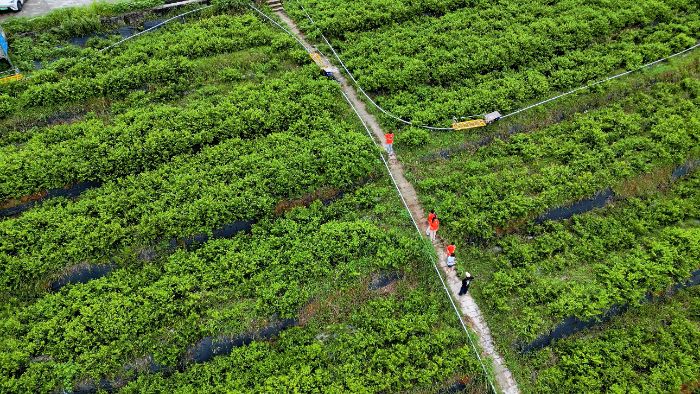 特色產(chǎn)業(yè)賦能鄉(xiāng)村振興：解碼本土致富路徑