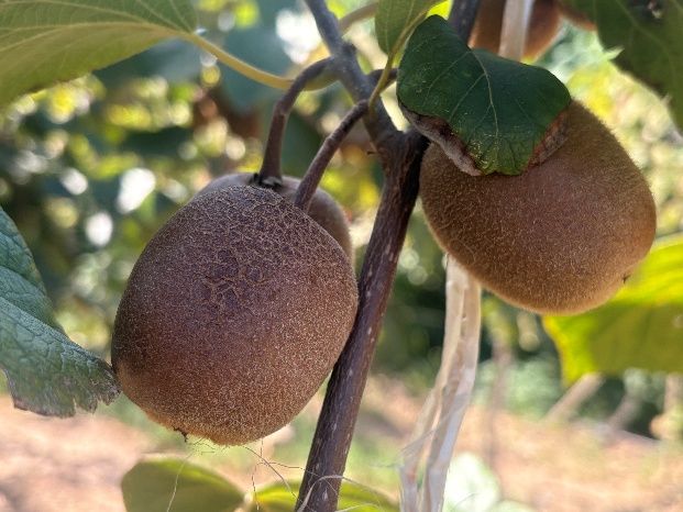 彝路同行，策馬揚(yáng)邊 | 陜科大“水果面膜”到馬邊，助力彝鄉(xiāng)果業(yè)煥新！
