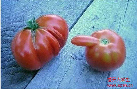 如此邪惡的西紅柿，長的實(shí)在太邪惡了！