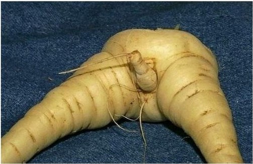 奇葩的植物，長(zhǎng)得竟然如此純爺們