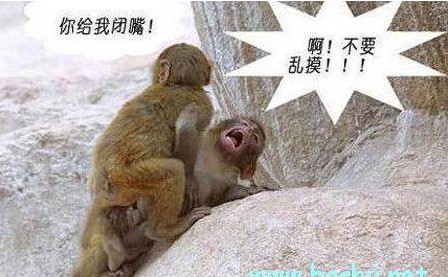 猴子之間的猥瑣，看后讓人感嘆呀