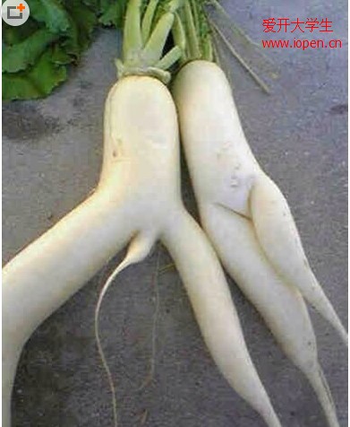 原來植物也有長成夫妻相的