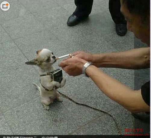 小伙伴用他的實(shí)際行動詮釋了什么叫愛護(hù)動物