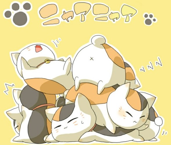 貓咪老師圖片壁紙集